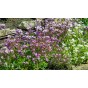 Night Scented Stock Flower Seeds (Approx. 260 seeds) by Jamieson Brothers®