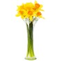 50 Freshly Cut Orange Cup Yellow Petal Daffodils – Ready to Bloom | Perfect for Home Décor, Indoor Displays & Easter Gifts UK