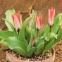 Mixed Rockery Dwarf Tulip Bulbs (20 bulbs) by Jamieson Brothers® 