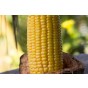 Sweetcorn Golden Bantam Vegetable Seeds (Approx. 18 seeds) by Jamieson Brothers®