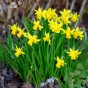 Dwarf Daffodil Bulbs - Tete a Tete (25 bulbs)