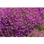 Aubretia Large Mixed Flower Seeds (Approx. 160 seeds) by Jamieson Brothers
