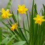 Dwarf Daffodil Bulbs - Tete a Tete (25 bulbs)