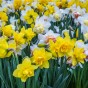 Tall Mixed Daffodil Bulbs 1.5kg net by Jamieson Brothers® 