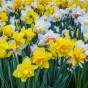 Jamieson Brothers 10kg Daffodils - Yellow Trumpet Daffodils 5kg and Mixed Daffodils 5kg