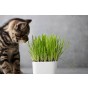 Cat Grass Seeds (Approx. 60 seeds) - By Jamieson Brothers®