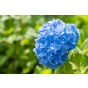 Vitax Hydrangea Feed 1Kg pouch