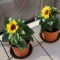 Sunflower Yellow Pygmy Flower Seeds (Approx. 20 seeds) by Jamieson Brothers