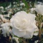 Classic Rose Collection – Polyantha Rose & Hybrid Tea Selection (Sutters gold, Kronenbourg, Mina, Korbin)