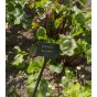 Jamieson Brothers® Beetroot Boltardy Vegetable Seeds (Approx.280 seeds)