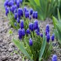 Muscari Blue Blends Spring Flowering Bulbs