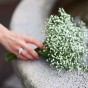 Gypsophilia Elegans Covent Garden Flower Seeds (Approx. 1060 seeds) by Jamieson Brothers®