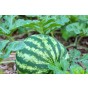 Water Melon Crimson Sweet Fruit Seeds (Approx. 20 seeds) by Jamieson Brothers®