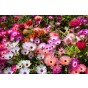 Mesembryanthemum Livingstone Daisy Flower Seeds (Approx. 1600 seeds) by Jamieson Brothers®