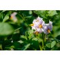 Double Strength Blight Guard for the prevention of foliar blight in tomatoes and potatoes -  500ml concentrate 
