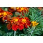 Marigold French Dwarf Double Mixed Flower Seeds (Approx. 95 seeds) - By Jamieson Brothers®