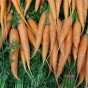 Jamieson Brothers® Carrot Autumn King Vegetable Seeds (approx. 5000 seeds)