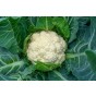 Jamieson Brothers® Cauliflower All Year Round Vegetable Seeds (Approx. 240 seeds)