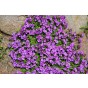 Jamieson Brothers® Aubretia Large Flowered Mixed Flower Seeds (Approx. 160 seeds)