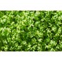 Cress Curled Herb Seeds (Approx. 1000 seeds) by Jamieson Brothers