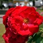 Rose Planting Compost with Added John Innes