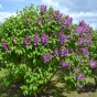 Syringa (Common Lilac) - Spring planting bare root shrub by Jamieson Brothers