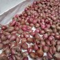 Jamieson Brothers® Red Sun Shallot Sets - 24 pack