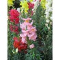 Jamieson Brothers® Antirrhinum Snapdragon Mixed Flower Seeds (Approx. 600 seeds)