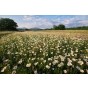 Daisy Meadow White Flower Seeds (Approx. 370 seeds) by Jamieson Brothers®