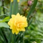 Golden Ducat Daffodil Bulbs 5Kg (Approx. 100 Bulbs) Yellow Double Headed by Jamieson Brothers