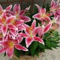 Lily 'Like a tree'  - Olympic Torch (2 bulbs)