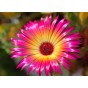 Jamieson Brothers® Mesembryanthemum Livingstone Daisy Flower Seeds (Approx. 1600 seeds)