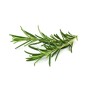 Jamieson Brothers® Rosemary Herb Seeds (Approx. 40 seeds)