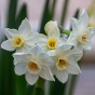 Narcissus Paperwhite (3 bulb) - Gift Box