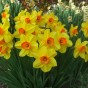 Orange Cupped Daffodil Bulbs 20kg (Approx. 375 Bulbs) by Jamieson Brothers 