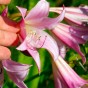 De Ree Crinum Powellii, pale pink flower (1 bulb)