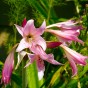 De Ree Crinum Powellii, pale pink flower (1 bulb)
