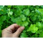 Coriander Herb Seeds (Approx. 220 seeds) by Jamieson Brothers®
