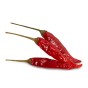 Jamieson Brothers® Chilli Cayenne Vegetable Seeds (Approx. 90 seeds)