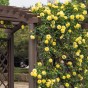 Climbing Rose - Goldfassade, bare rootball by Jamieson Brothers