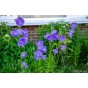 Jamieson Brothers® Campanula Canterbury Bells Mixed Flower Seeds (Approx. 895 seeds)
