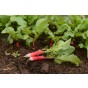 Radish French Breakfast Vegetable Seeds (Approx. 280 seeds) by Jamieson Brothers®