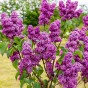 Syringa (Common Lilac) - Spring planting bare root shrub by Jamieson Brothers