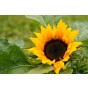 Sunflower Miniature Mixture Flower Seeds (Approx. 25 seeds) - By Jamieson Brothers®