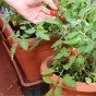 Tomato Maja (Balcony) Vegetable Seeds (Approx. 50 seeds) by Jamieson Brothers®