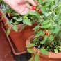 Double Strength Blight Guard for the prevention of foliar blight in tomatoes and potatoes -  500ml concentrate 