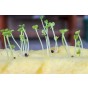 Jamieson Brothers® Mustard White Sprouting Herb Seeds (Approx.400 seeds)