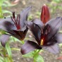 De Ree Lily Asiatic Landini, deep red almost black flowers (2 bulbs)
