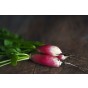 Jamieson Brothers® Radish French Breakfast Vegetable Seeds (Approx. 280 seeds)