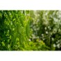 Jamieson Brothers Grow Your Own Starter Garden Bundle 5 Pack Easy Vegetable Seed Collection (Lettuce Mesclun Mix, Spring Onion White Lisbon, Pea Kelvedon Wonder, Radish French Breakfast, Beetroot Boltardy)